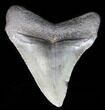 Juvenile Megalodon Tooth - South Carolina #39955-1